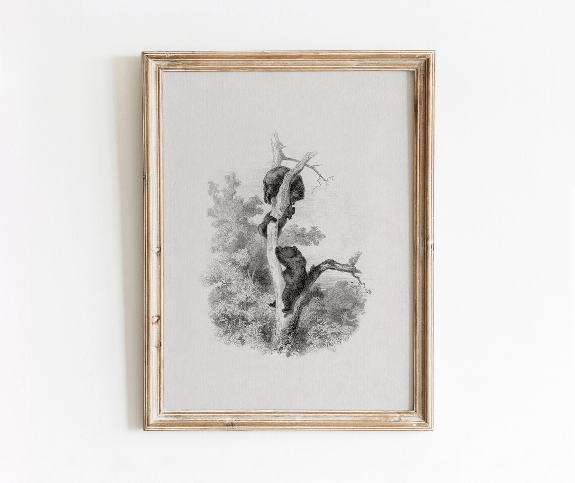 Bear Sketch Vintage Black and White Art Print