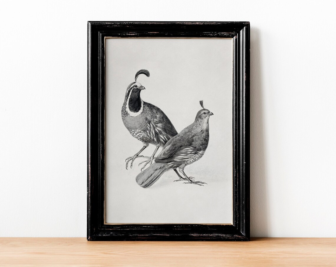 Gambels Quail Vintage Black And White Art Print - Image 2