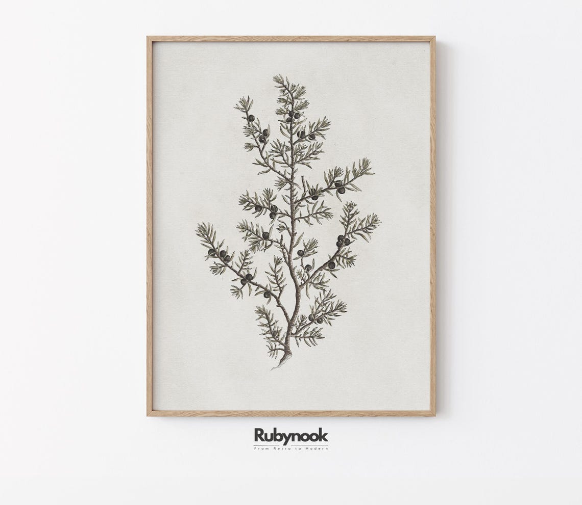 Vintage Juniper Botanical Herb Illustration Kitchen Home Decor Poster