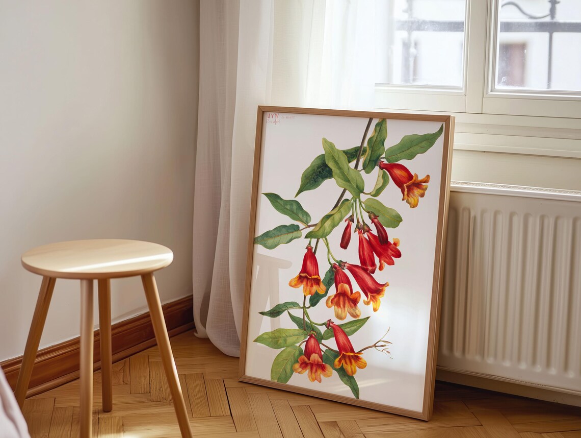 Crossvine Red Trumpet Flowers Climbing Vine Botanical Art Print