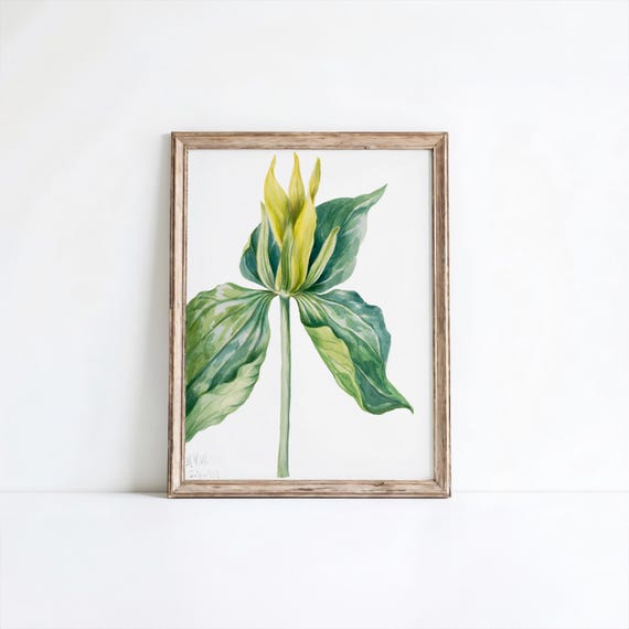 Mary Vaux Walcotts Wakerobin Flower Art Print Vintage Botanical Illustration