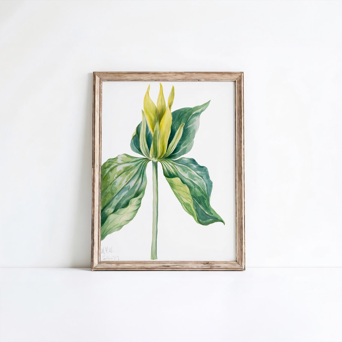 Mary Vaux Walcott Wakerobin Yellow Green Blossom Botanical Watercolor Print