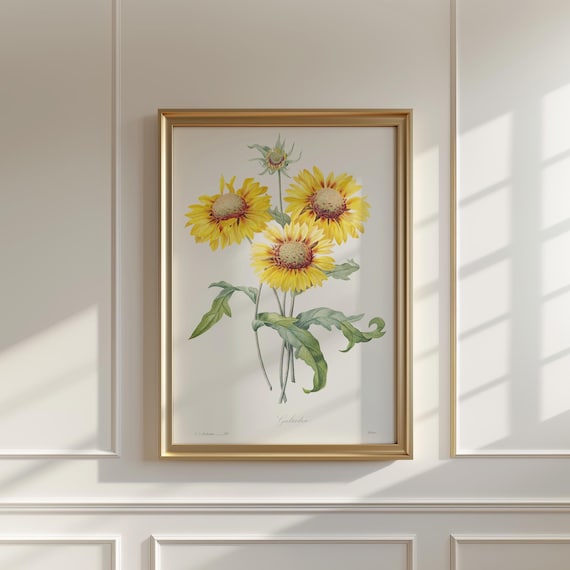Gaillardia Blanket Flower Vintage Botanical Illustration Poster