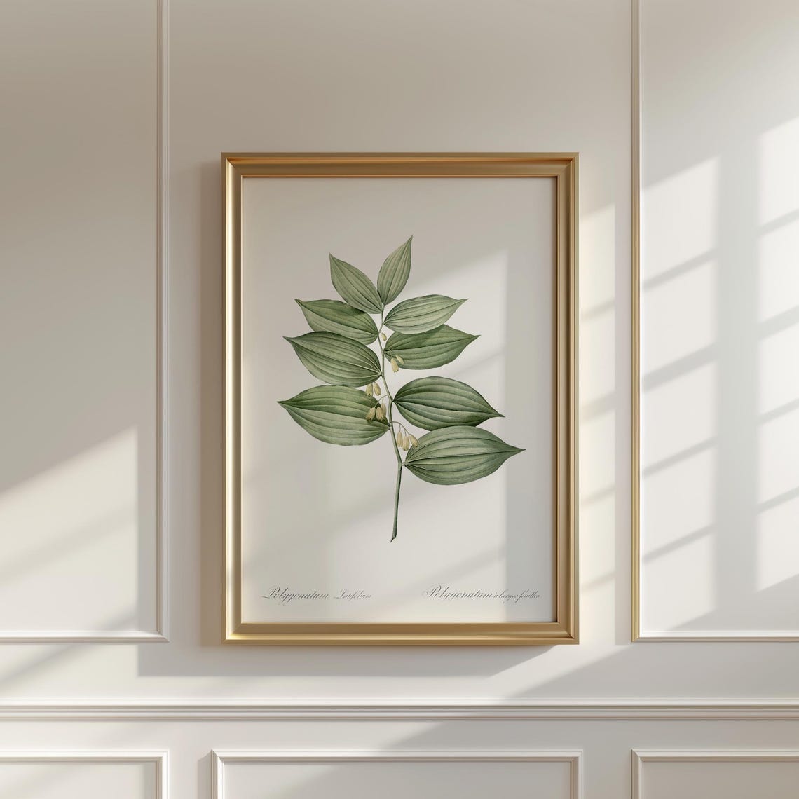 King Solomons Seal Botanical Vintage Redoute Style Illustration Poster