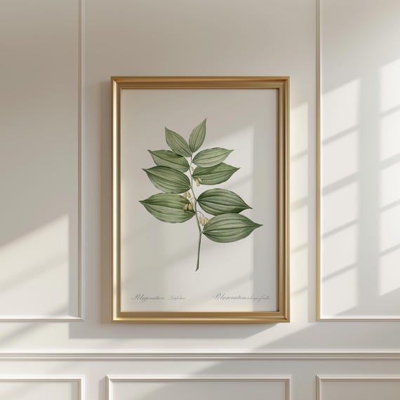 Vintage King Solomons Seal Print Redout Botanical Art