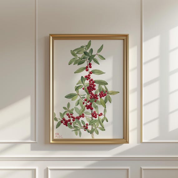Mary Vaux Walcotts Yaupon Botanical Print Vintage Flower Art