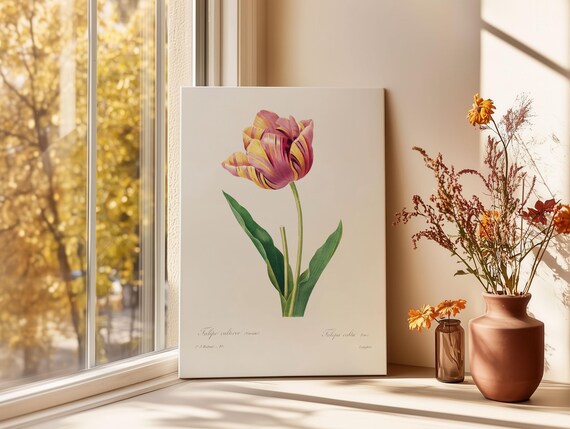 Cultivated Tulip Pink Yellow Striped Vintage Botanical Poster