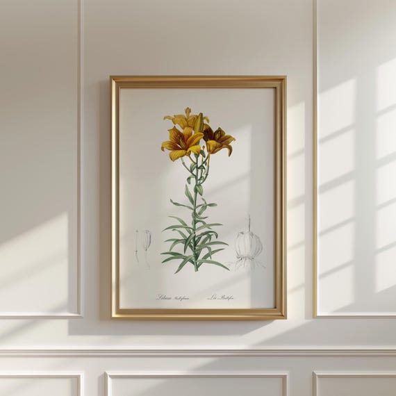 Fire Lily Art Print Vintage Botanical Illustration