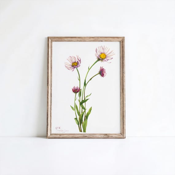 Alaska Fleabane Flower Art Print Vintage Botanical Wall Decor