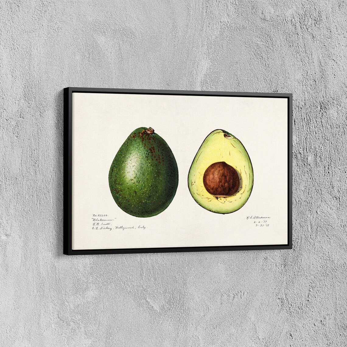 Charles Steadman Vintage Avocado Botanical Print - Image 7