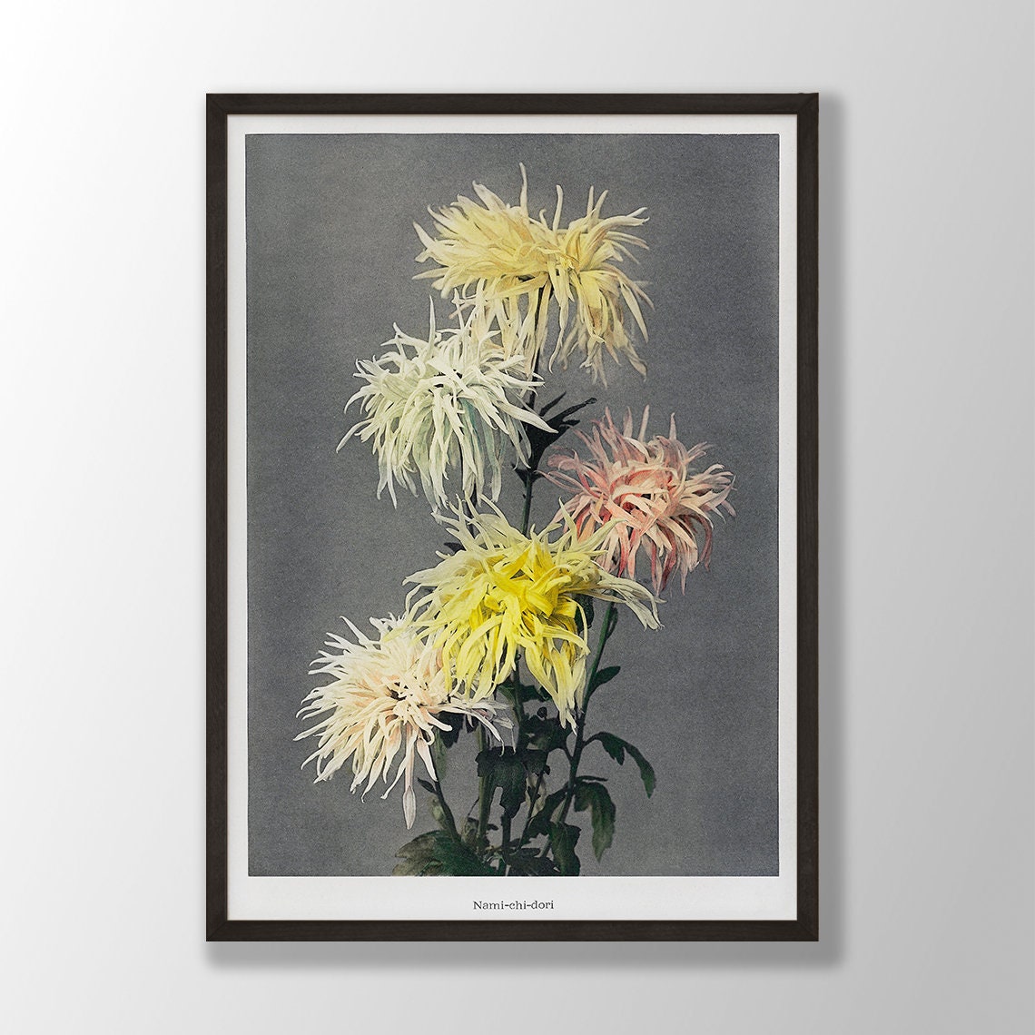 Nami Chi Dori Spider Chrysanthemum Vintage Japanese Flower Poster