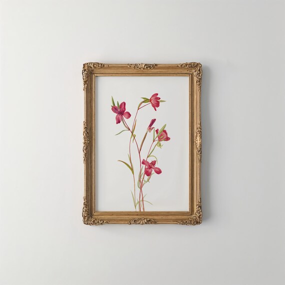 Mary Vaux Walcott Flower Art Print Vintage Botanical Wall Decor