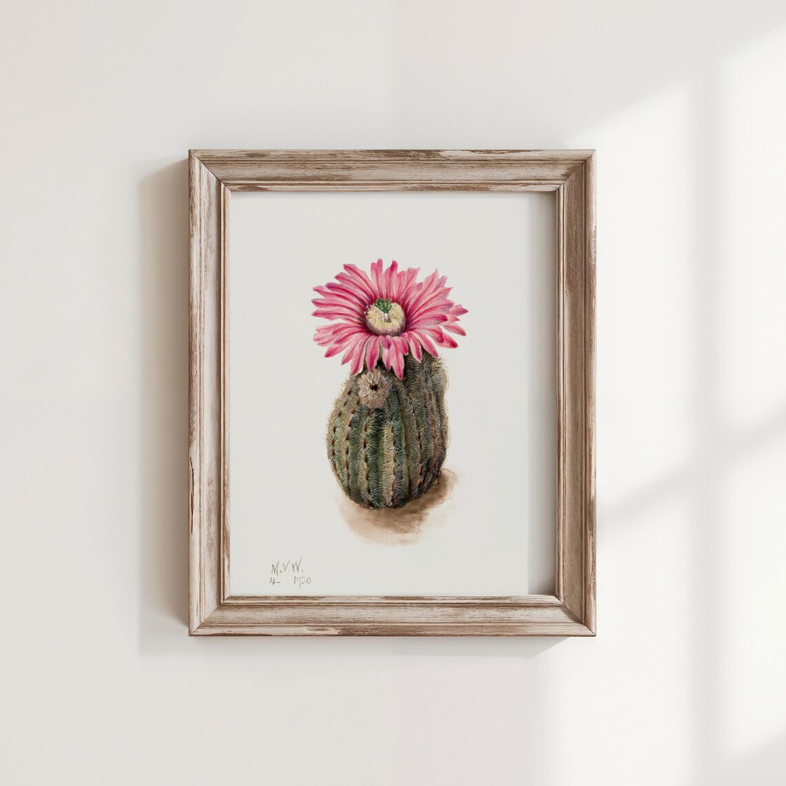 Mary Vaux Walcott Turkeyhead Cactus Pink Bloom Botanical Watercolor Print