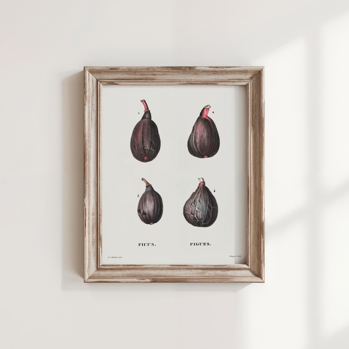 Redout Figs Print Vintage Botanical Wall Art