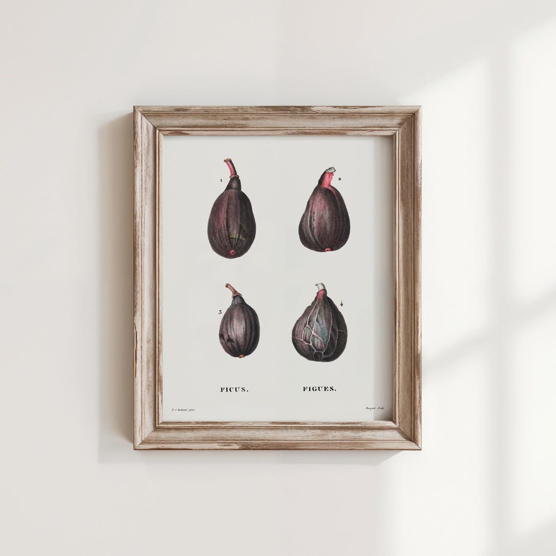 Redoute Four Fig Vintage Botanical Ficus Fruit Study Art Poster