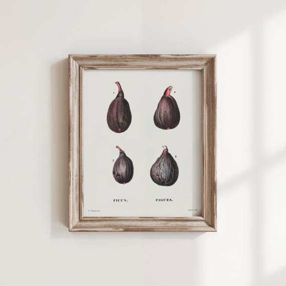 Redout Figs Print Vintage Botanical Wall Art