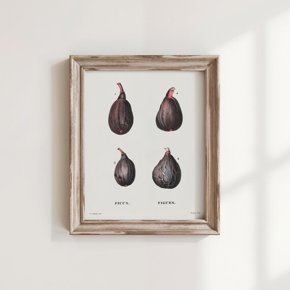 Redoute Four Fig Vintage Botanical Ficus Fruit Study Art Poster