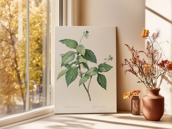 Tradescantia Erecta Vintage Botanical Plant Illustration Poster