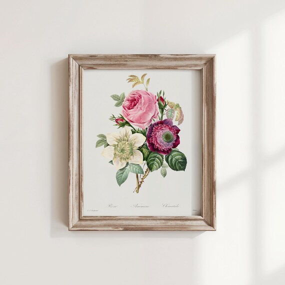 Vintage Anemone And Rose Botanical Print Redout Flower Art