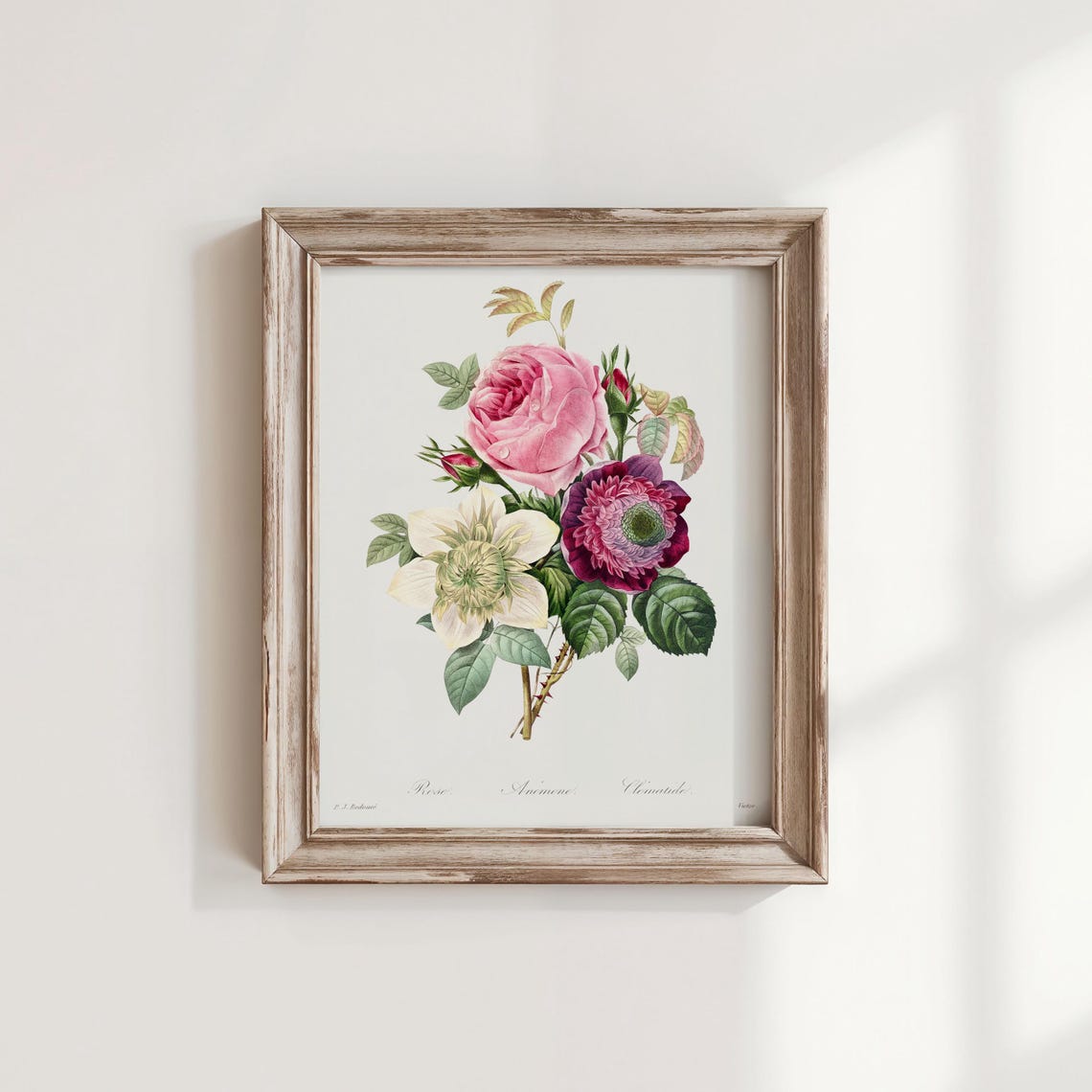 Rose Anemone Clematis Vintage Botanical Bouquet Flower Art Poster