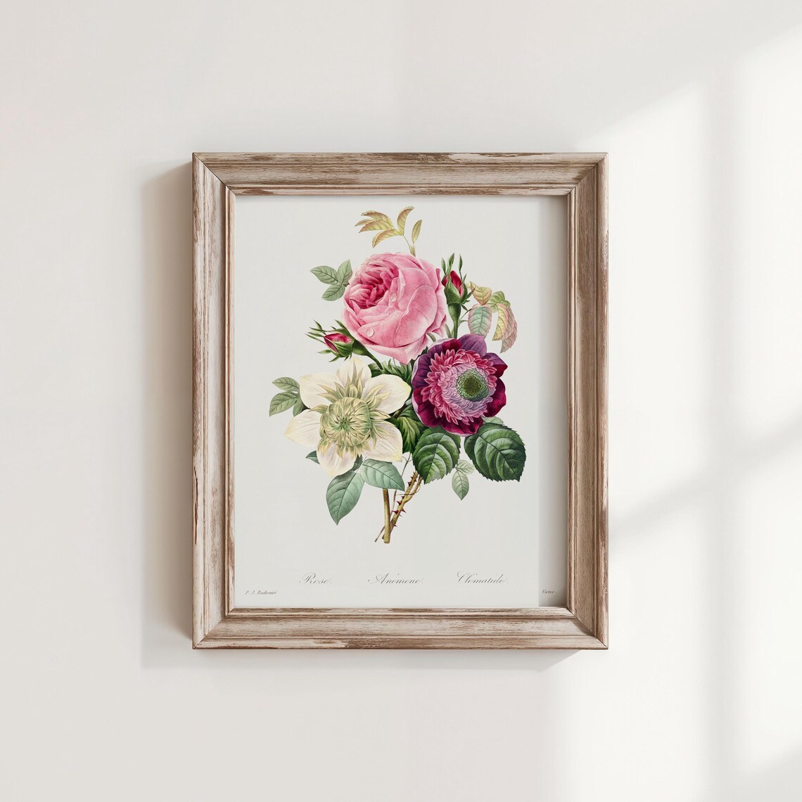 Vintage Anemone And Rose Botanical Print Redout Flower Art