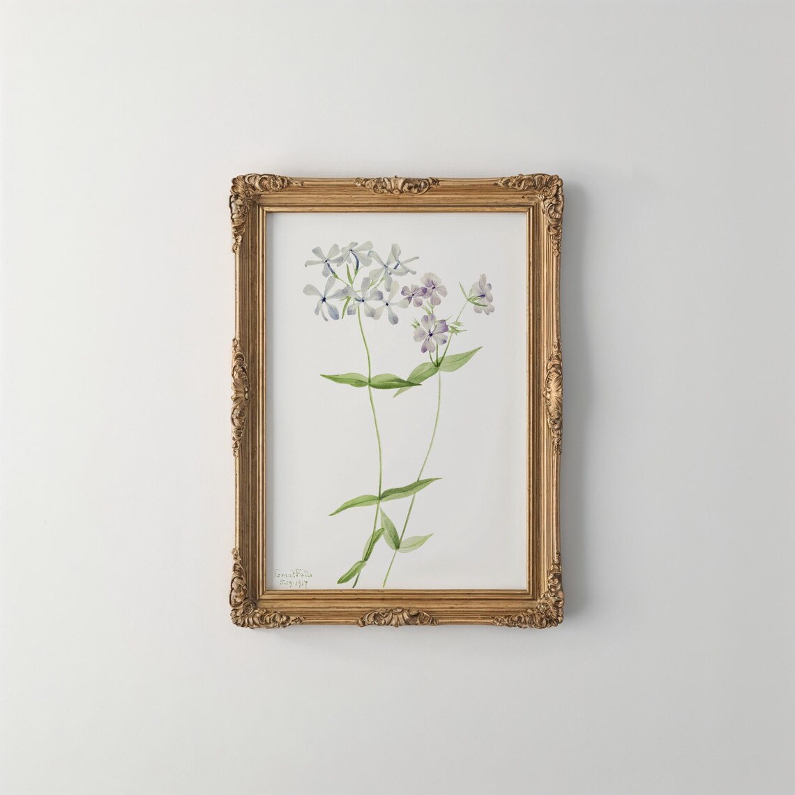 Blue Phlox Vintage Botanical Print Mary Vaux Walcott Delicate Floral Art