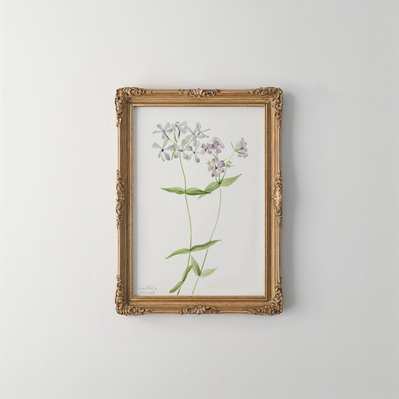 Blue Phlox Vintage Botanical Print Mary Vaux Walcott Delicate Floral Art