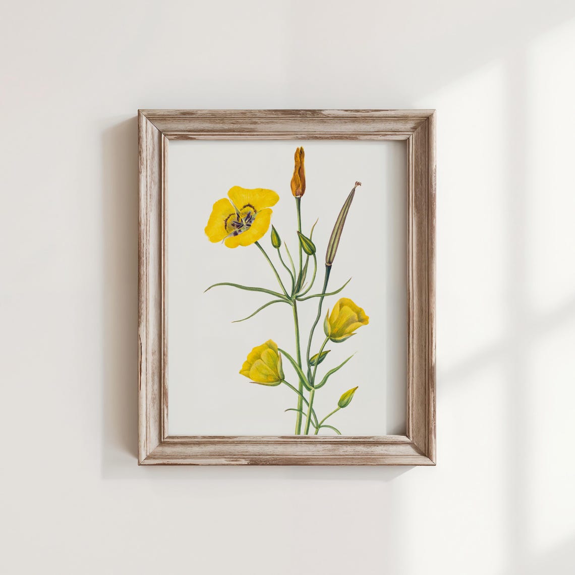Mary Vaux Walcott Goldenbow Yellow Daisy Vintage Botanical Print