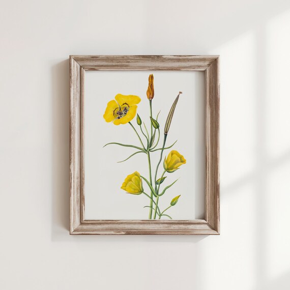 Mary Vaux Walcott Goldenbow Yellow Daisy Vintage Botanical Print