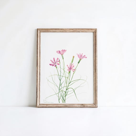 Mary Vaux Walcotts Skeleton Weed Flower Art Print Wall