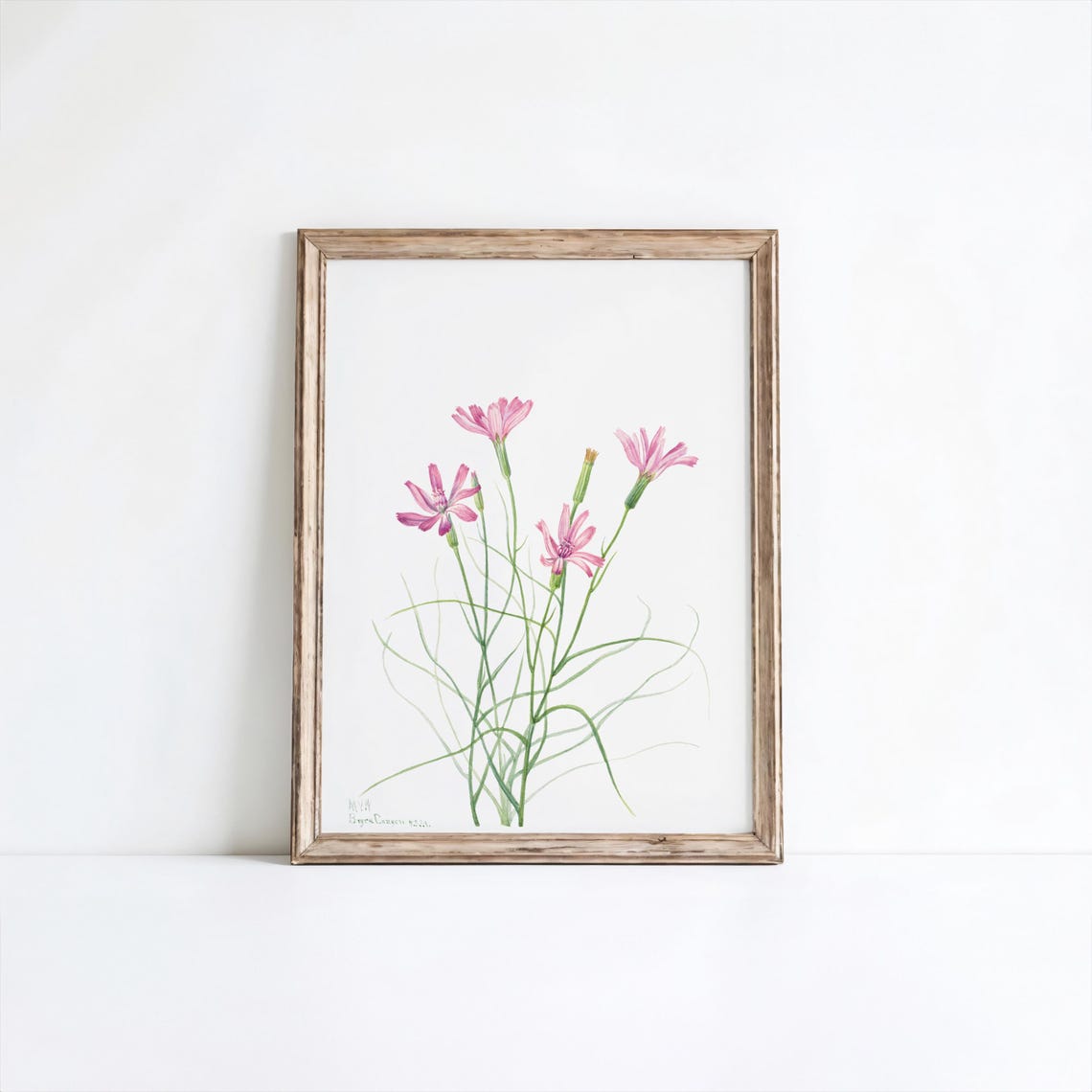 Mary Vaux Walcotts Skeleton Weed Flower Art Print Wall