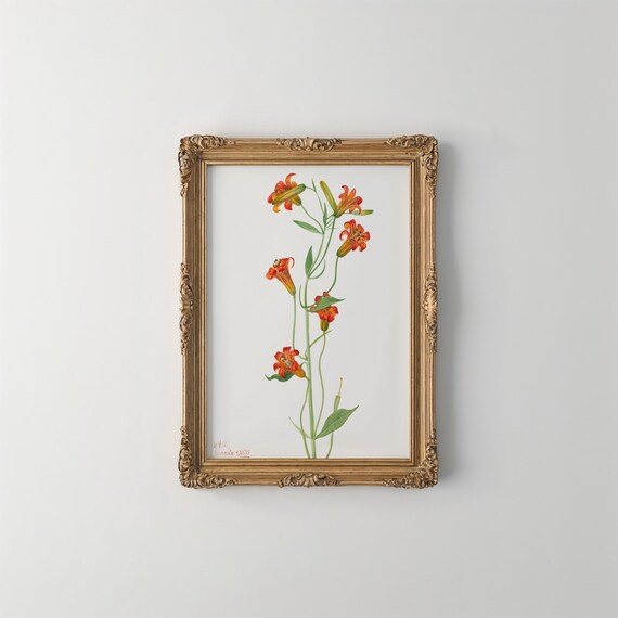 Vintage Tiger Lily Art Print By Mary Vaux Walcott