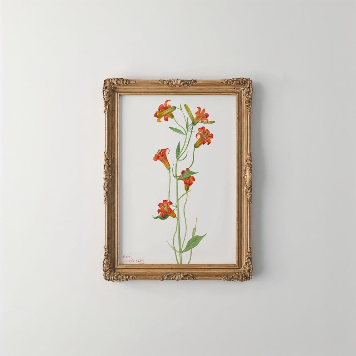 Orange Tiger Lily Vintage Botanical Illustration Stem Wall Art