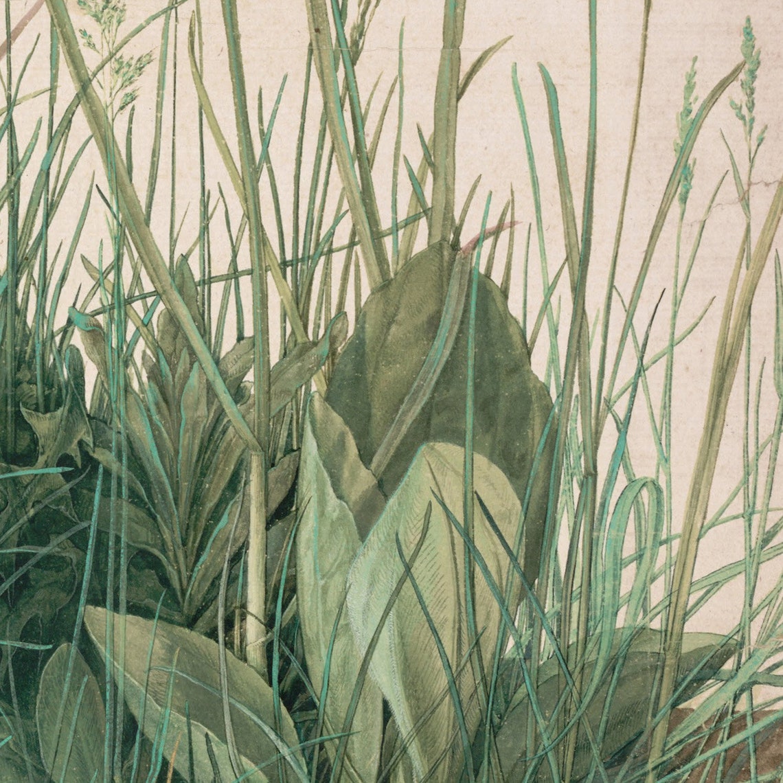 Albrecht Durer Great Piece of Turf Vintage Botanical Art Print - Image 3