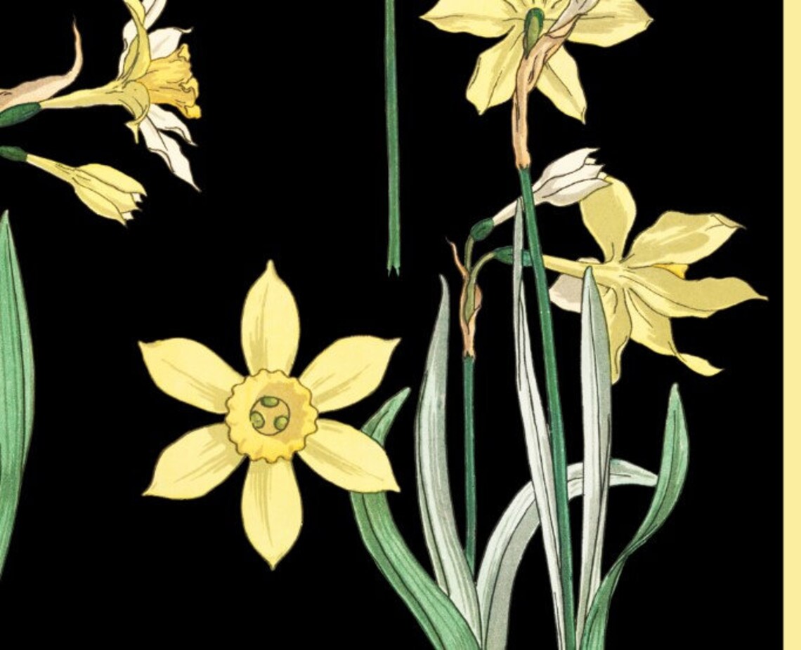 Art Nouveau Poster, Vintage Botanical Daffodils - Image 2