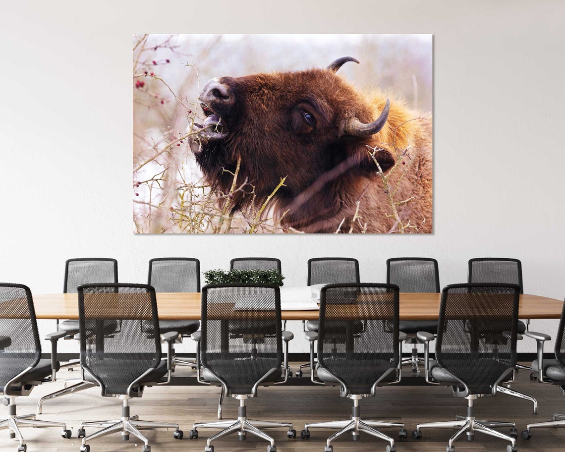 Buffalo Bison Eating Berries Closeup Wild Animal Wildlife Poster - Image 4