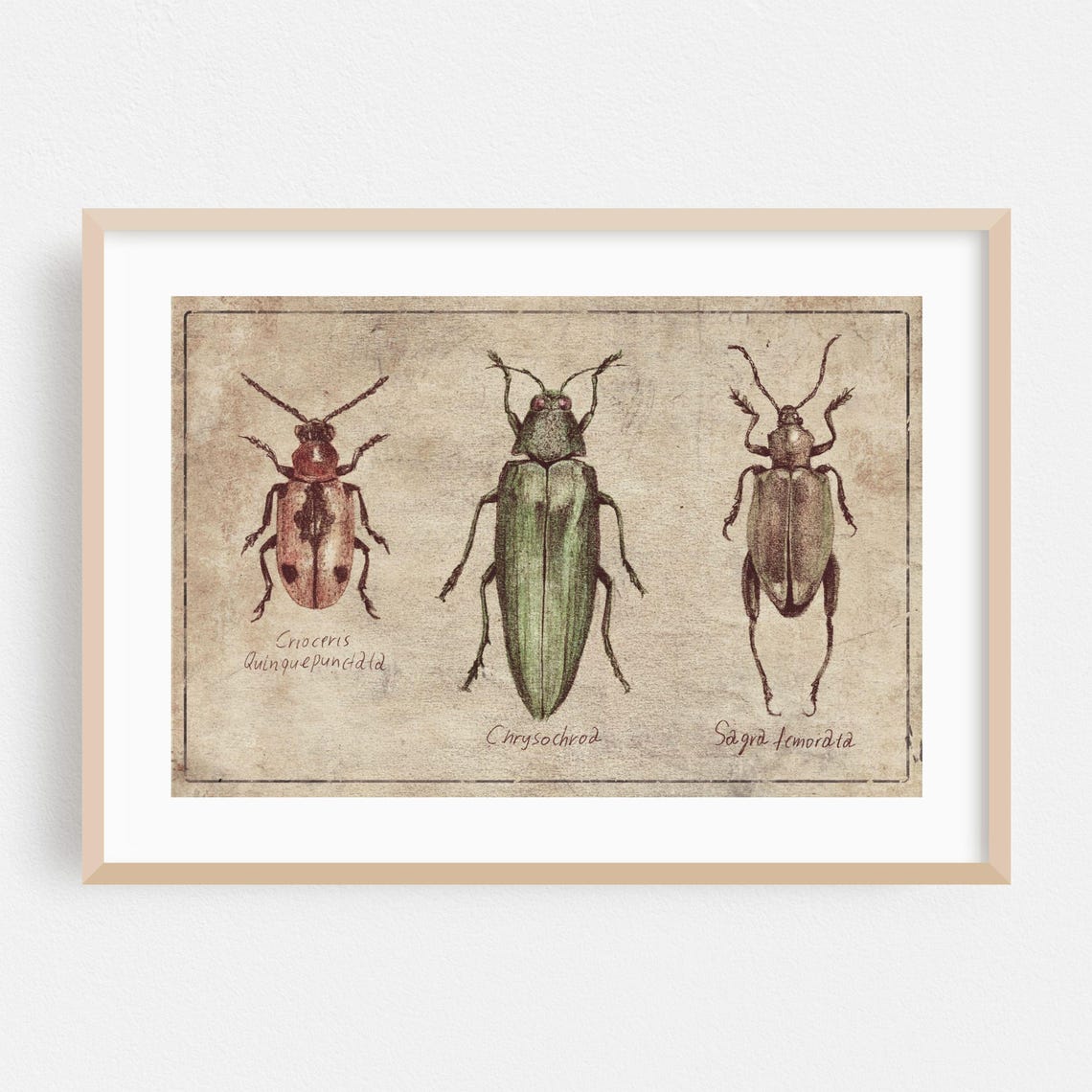 Vintage Beetle Entomology Three Specimen Scientific Illustration Print