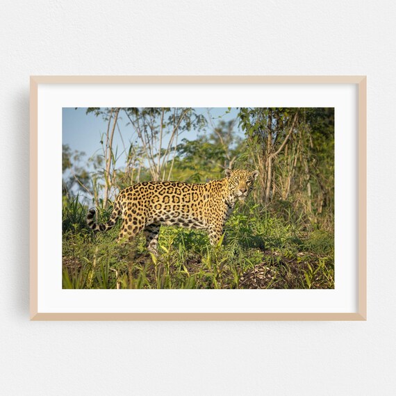 State Of Mato Grosso Print Brazil Wall Art Wildlife Framed Animal Home Decor Nature Poster Jungle Fine Wilderness Scenic