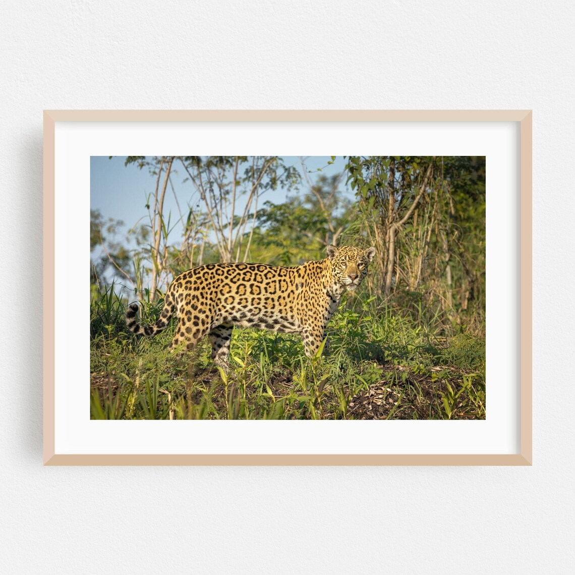 Wild Jaguar Standing Alert in Lush Jungle Grass Nature Art Print
