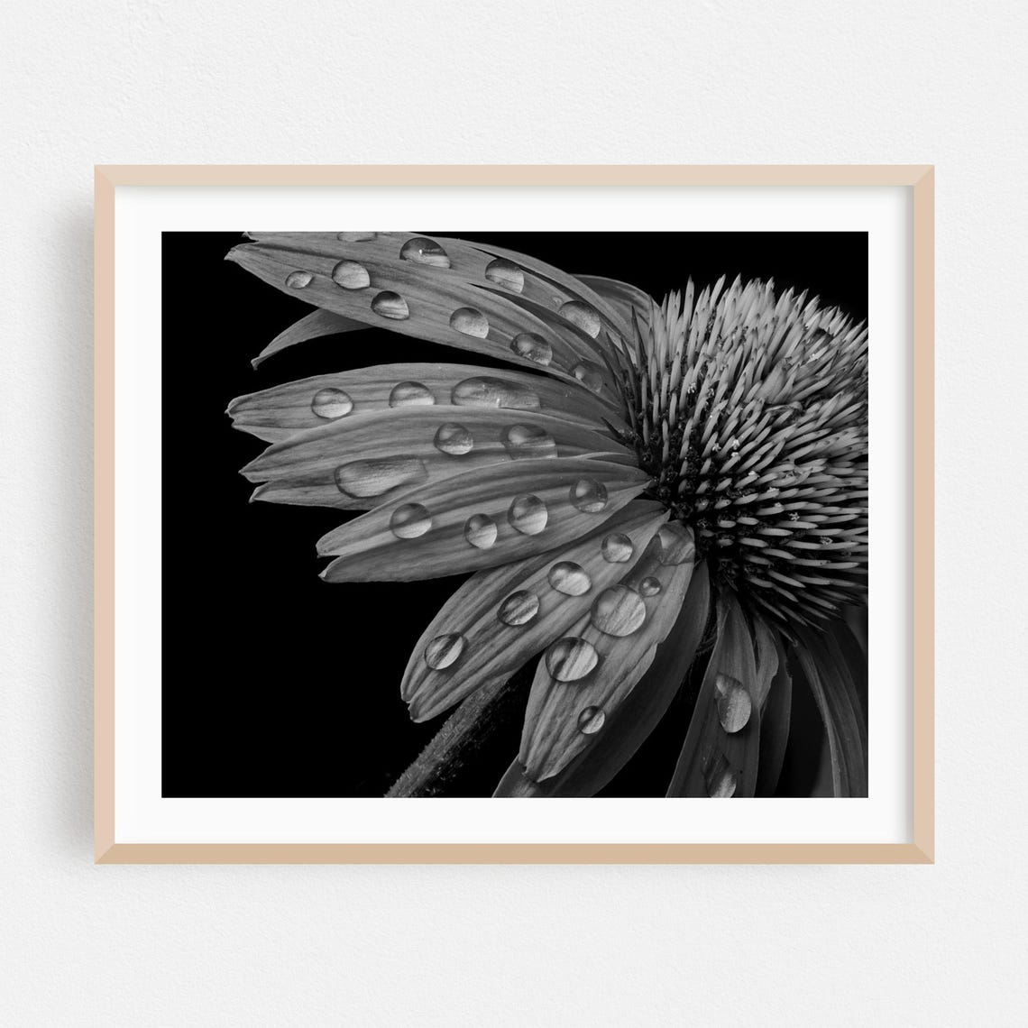 Black and White Coneflower Water Drops Macro Photography Wall Art