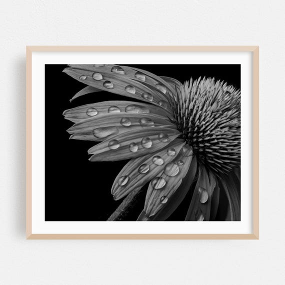 Black And White Print Floral Wall Art Nature Framed Botanical Home Decor Flowers Poster Moody Fine Abstract Photography