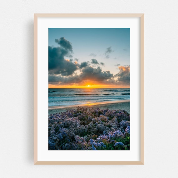 Del Mar California Ocean Sunset Beach Purple Flowers Photo Print