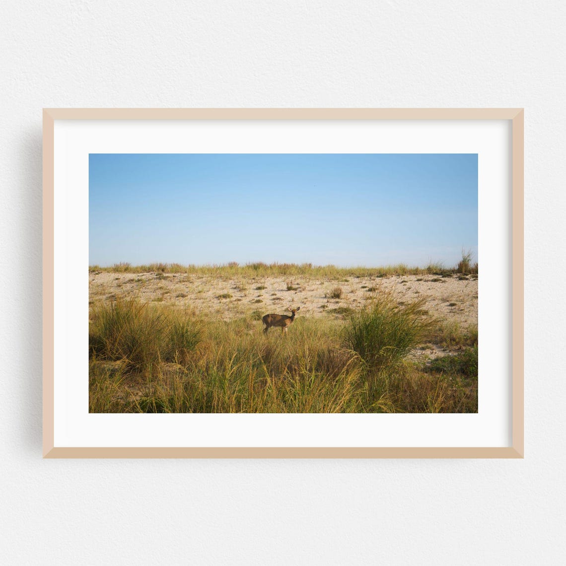 Deer in Beach Dune Grass Meadow Nature Photography Wildlife Poster