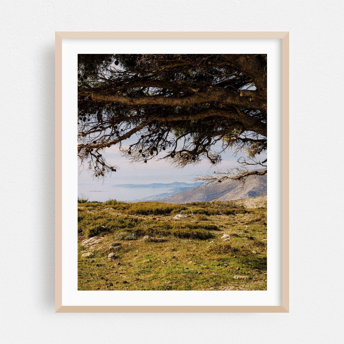 Keratea Greece Pine Branches Over Wild Coastline Photo Poster