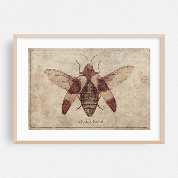 Vintage Print Insect Wall Art Botanical Framed Retro Home Decor Nature Poster Deco Fine Drawing Megaloxantha