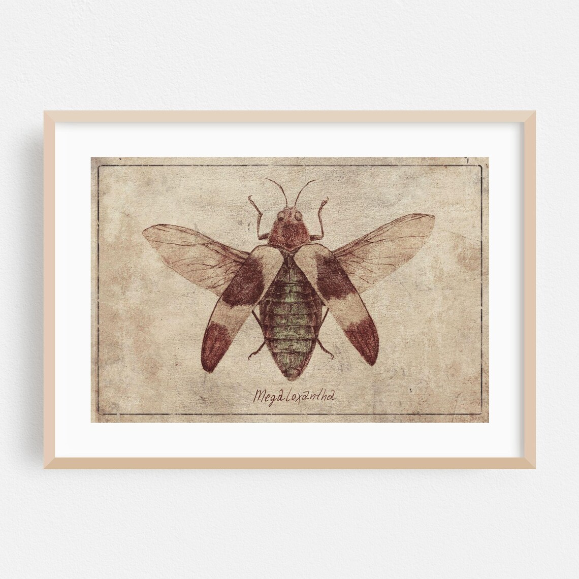 Megaloxantha Jewel Beetle Antique Entomology Illustration Poster