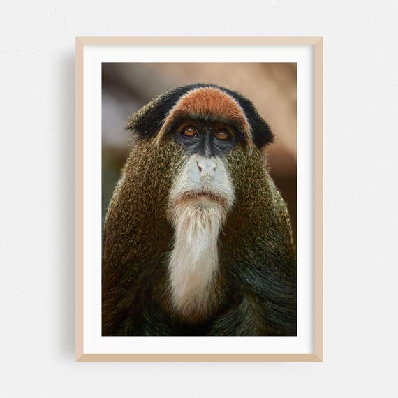 Wildlife Print Animal Wall Art Portrait Framed Nature Home Decor Jungle Poster Illustration Fine Photography