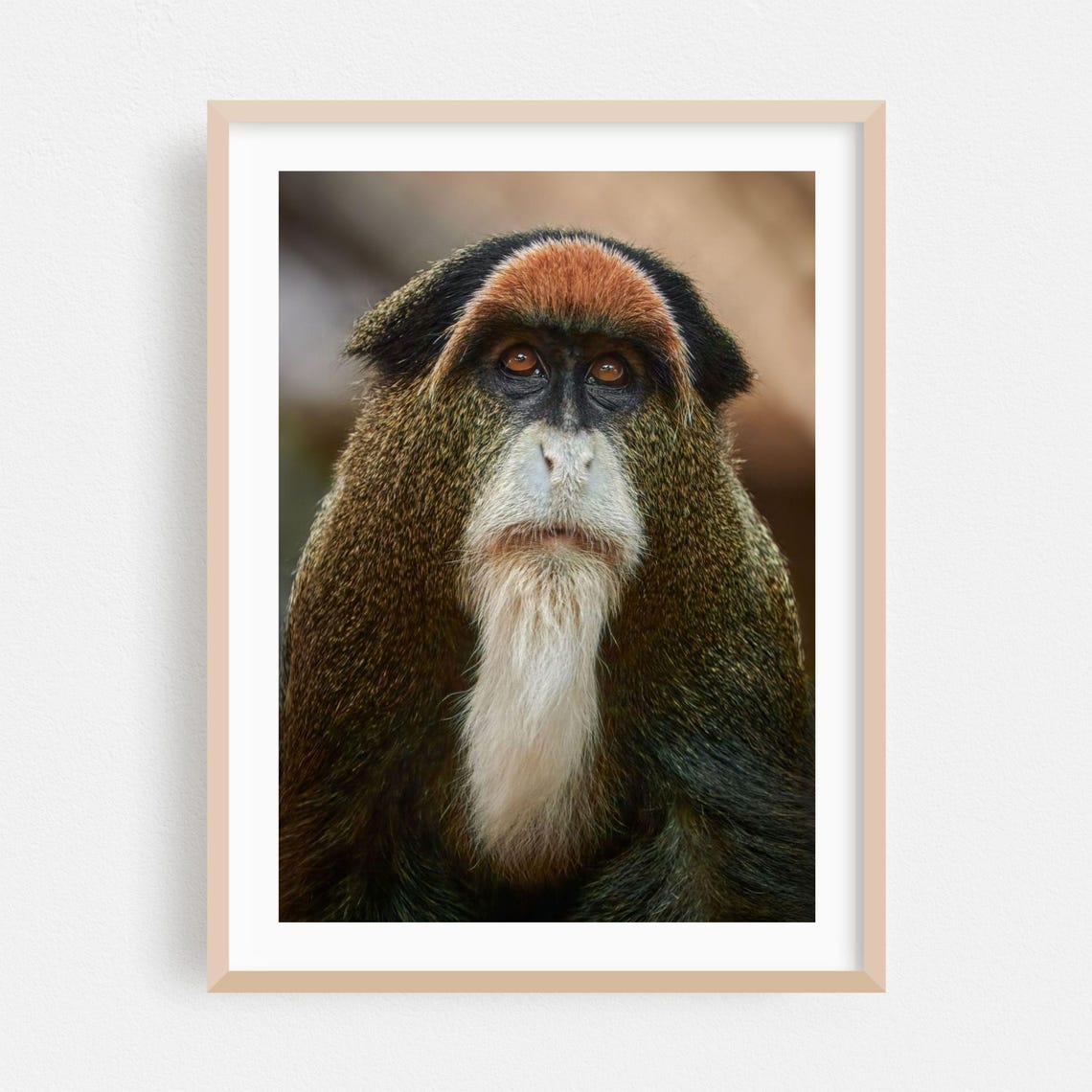 De Brazza's Monkey Portrait Color Wildlife Photography Poster