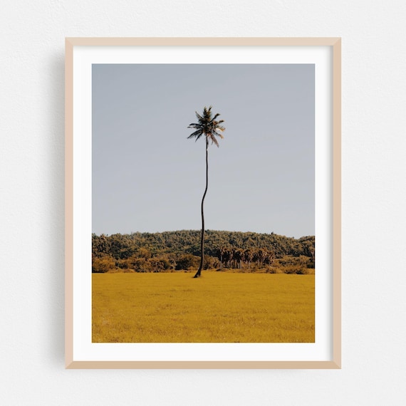 Aguadilla Puerto Rico Lone Palm Tree Golden Field Photo Poster