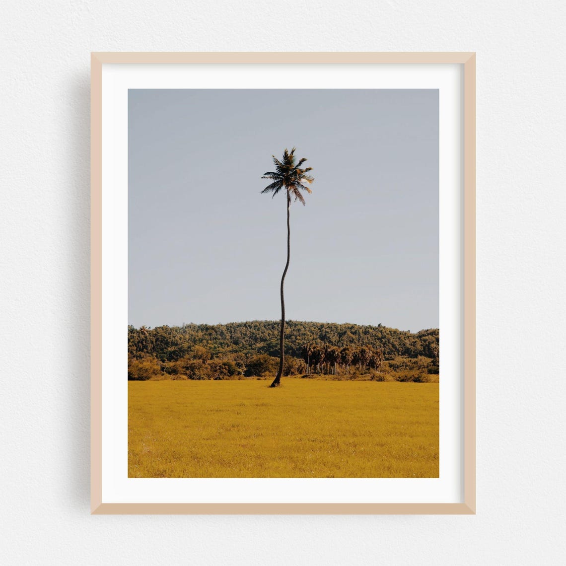 Aguadilla Puerto Rico Lone Palm Tree Golden Field Photo Poster